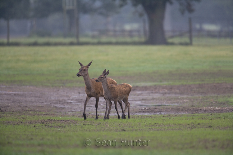 Red deer hind and young during the rut