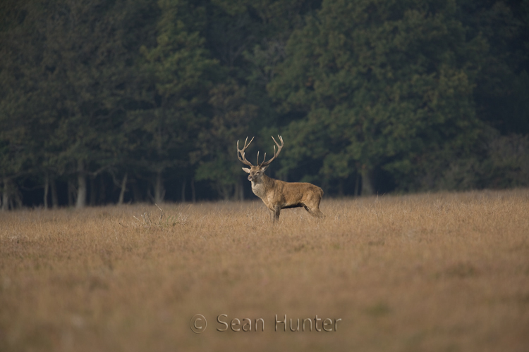 Red deer stag during the rut