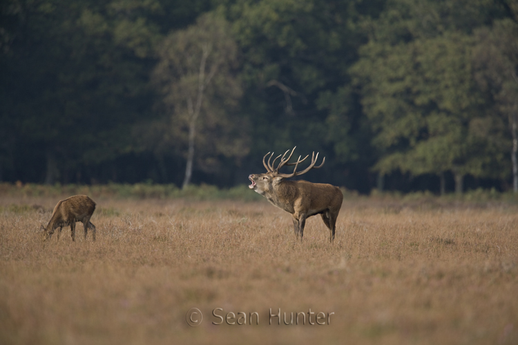 Red deer stag roars in the company of a hind during the rut