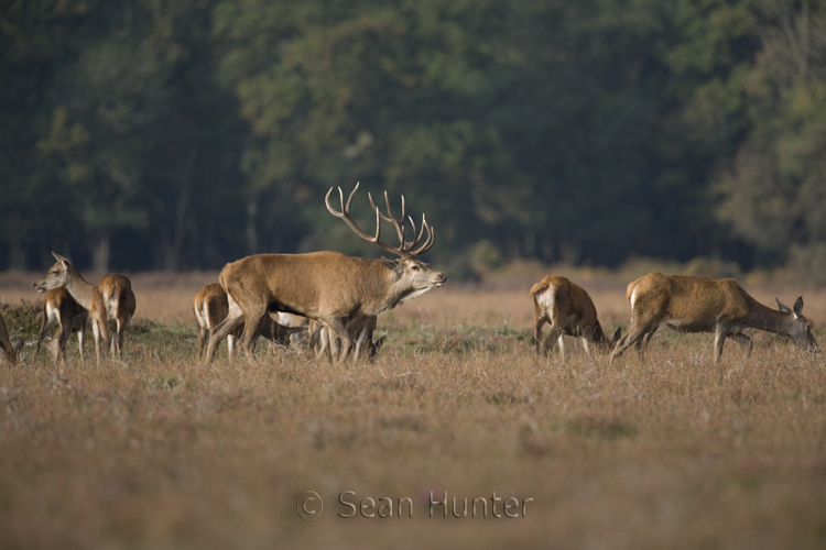 Red deer stag pursues hind during the rut