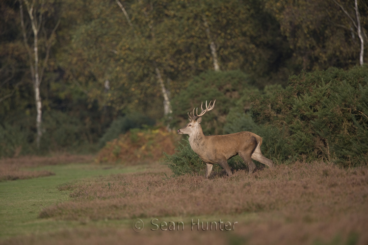 Young red deer stag during the rut
