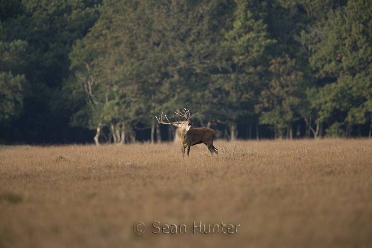 Red deer stag roars during the rut