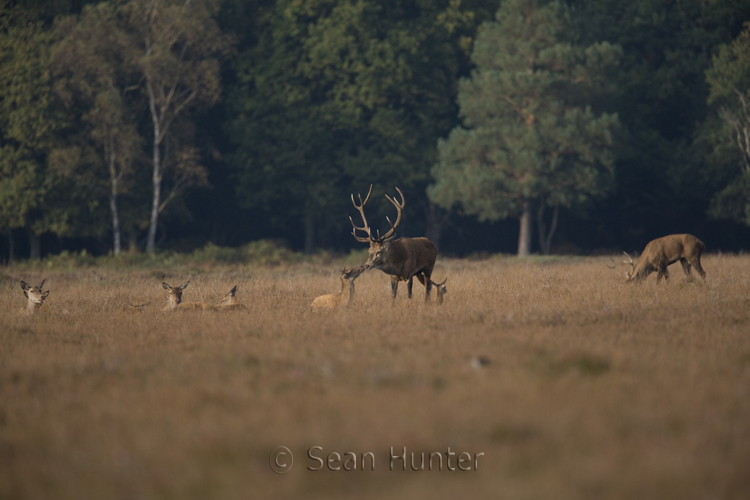 A red deer stag attends his hindsduring the rut