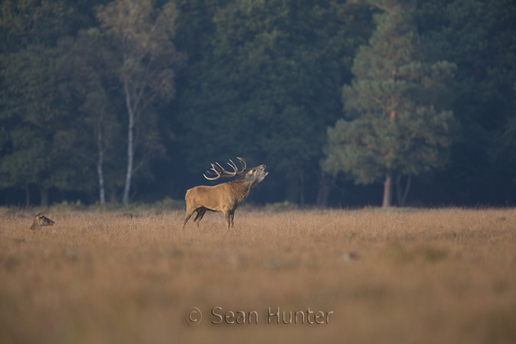 Red deer stag roars as hind looks on during the rut