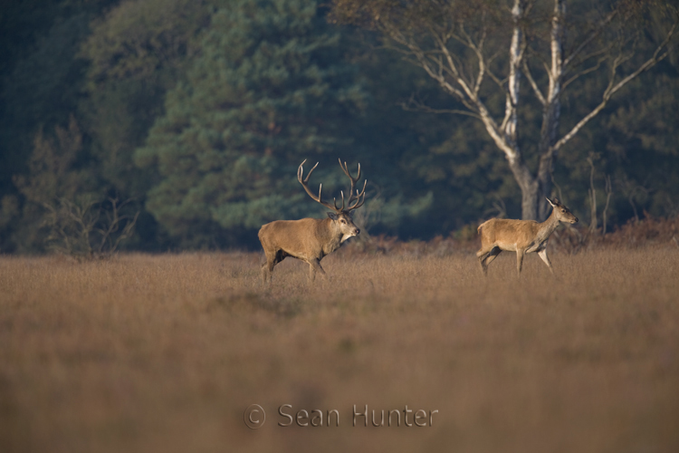 Red deer stag pursues hind during the rut