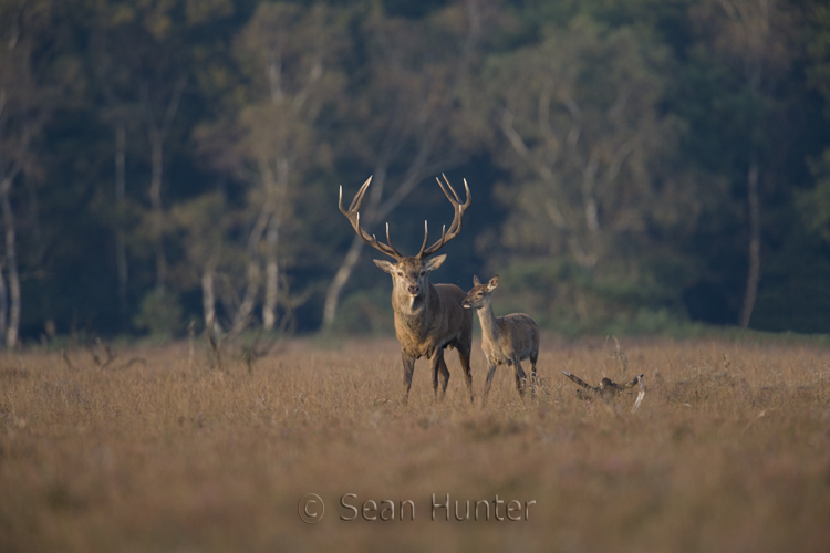 Red deer stag and young during the rut