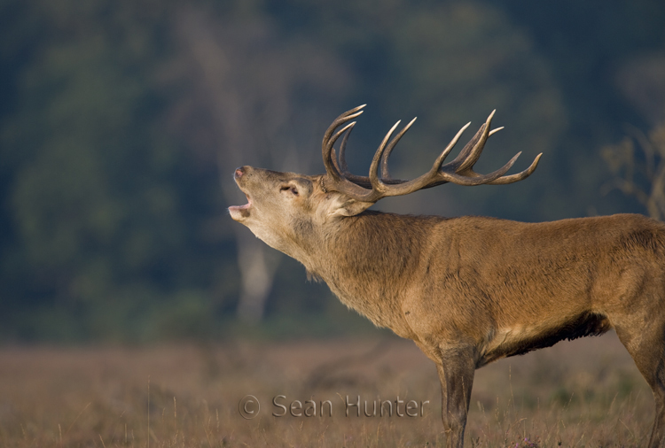 Red deer stag roars during the rut