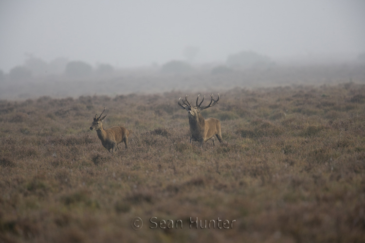 Red deer stag chases off a younger competitor during the rut