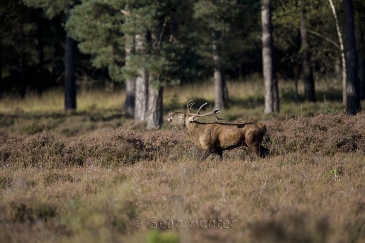 Red deer stag roars during the rut