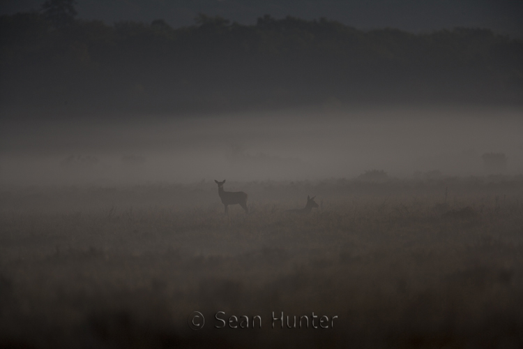 Red deer hind and young in the early morning mist during the rut