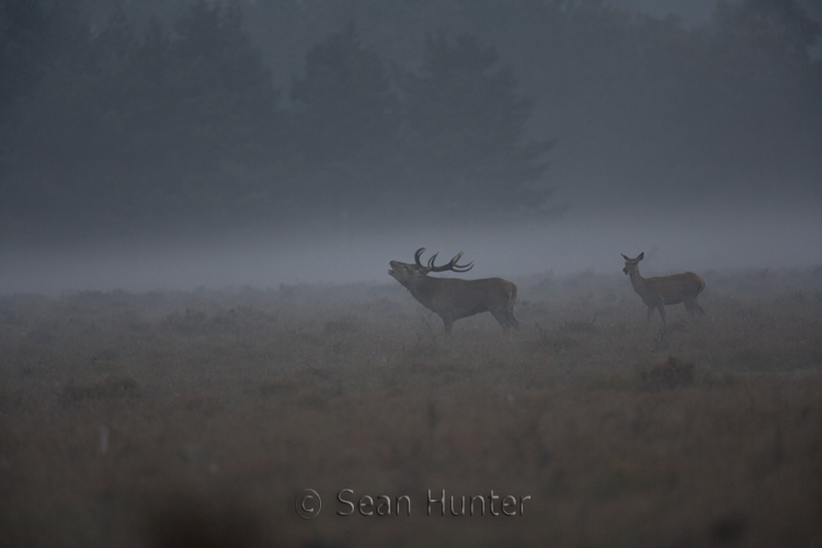 Red deer stag roars as hind looks onin the early morning mist during the rut