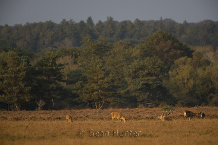Red deer stag and hinds during the rut