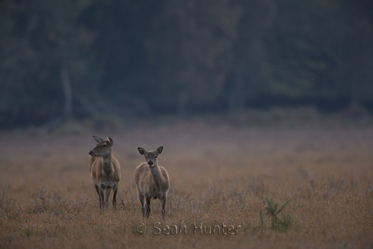 Red deer hind and young during the rut