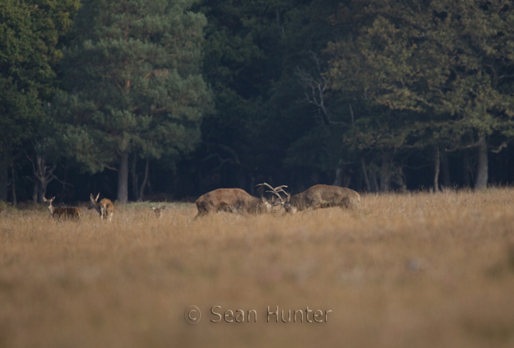 Red deer stags rut whilst hinds look on