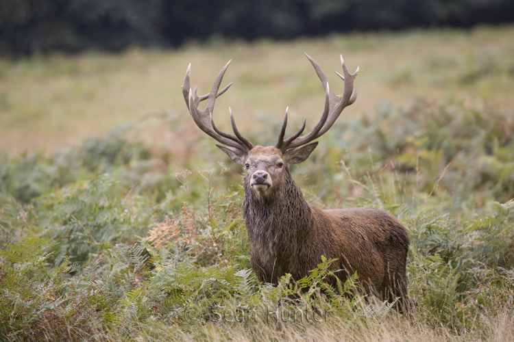 Red deer stag during the rut