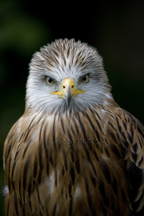 Red kite portrait