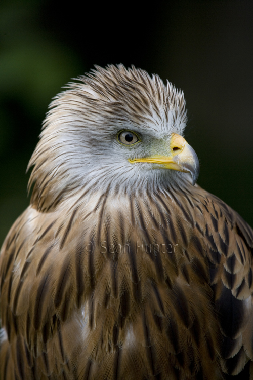 Red kite portrait