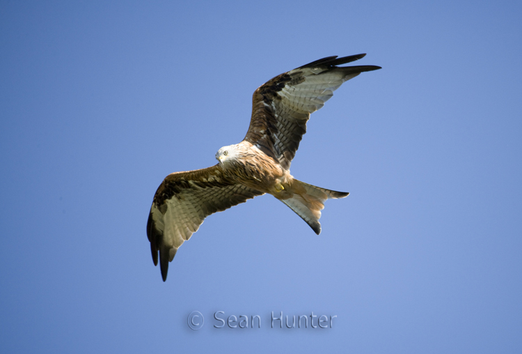 Red kite in flight