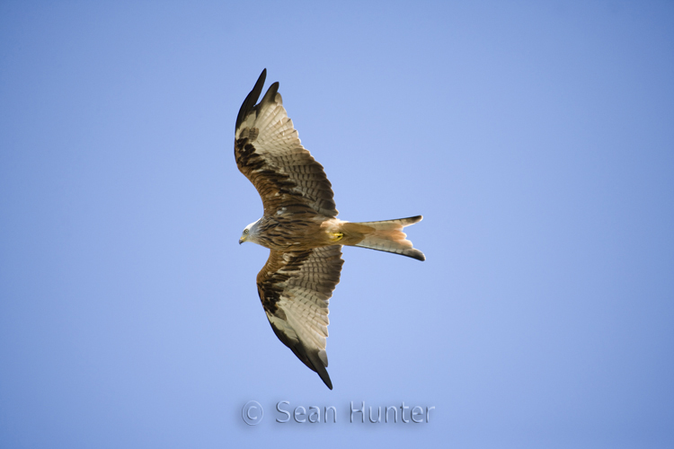 Red kite in flight