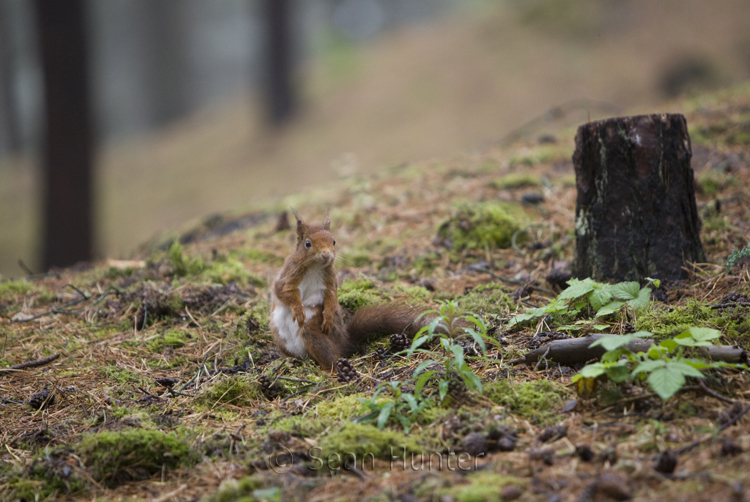 Red squirrel