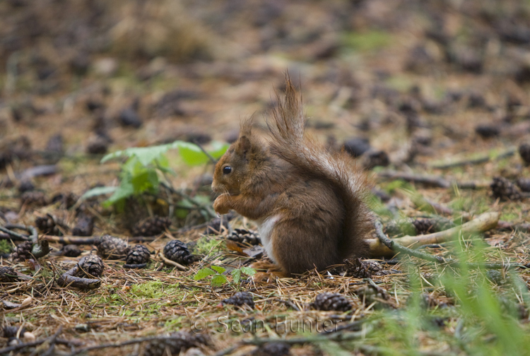 Red squirrel