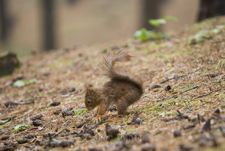 Red squirrel