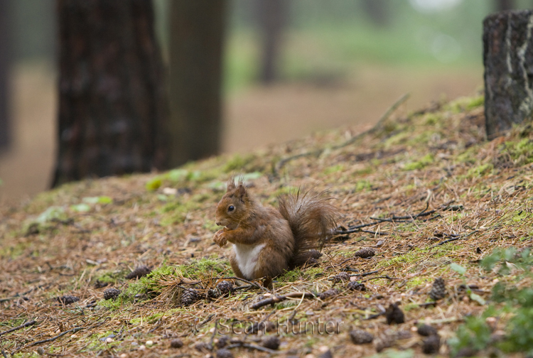 Red squirrel