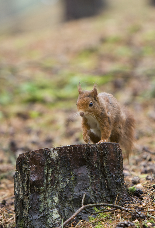 Sean Hunter Photography Red Squirrel