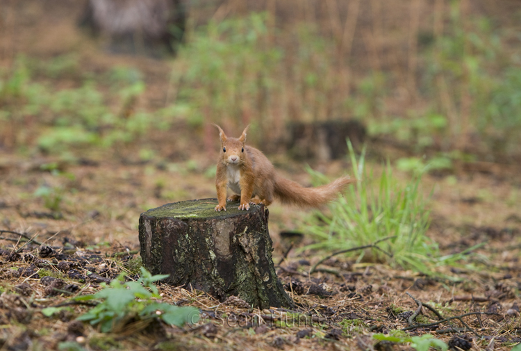 Red squirrel