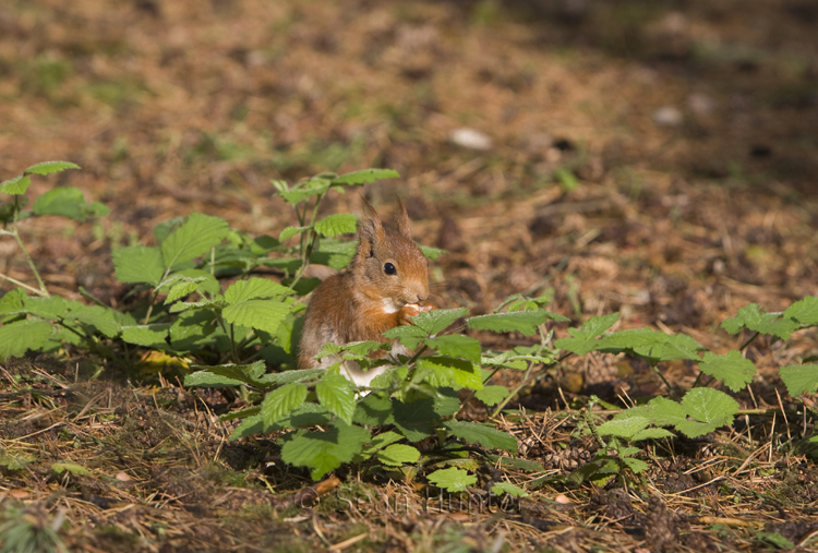 Red squirrel