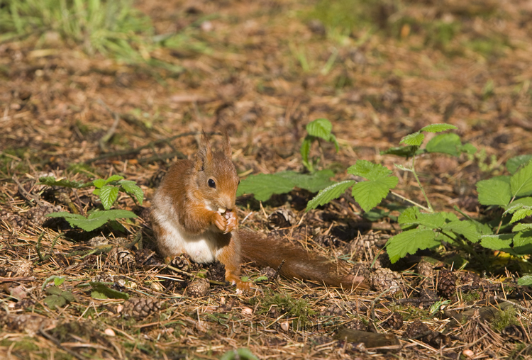Red squirrel