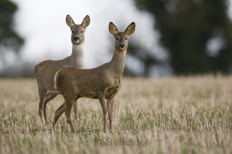 Roe deer doe and young