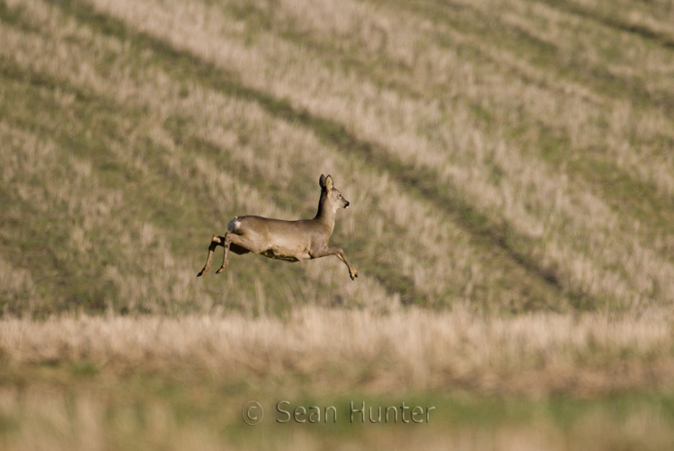 Roe Deer Doe Leaps