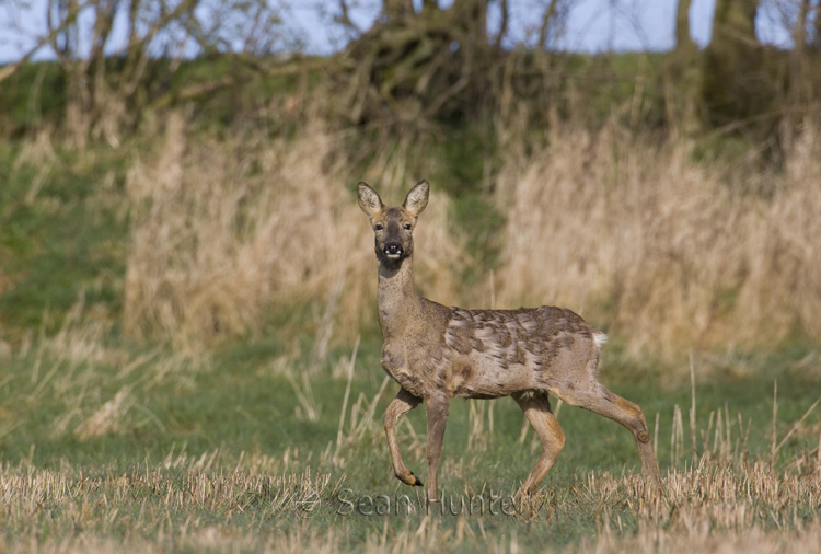 Roe Deer Doe Leaping