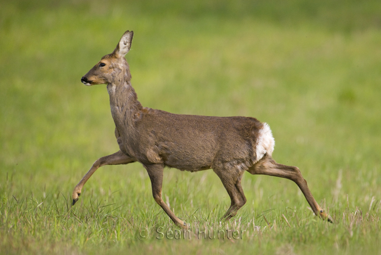 Roe deer doe running across a fallow field