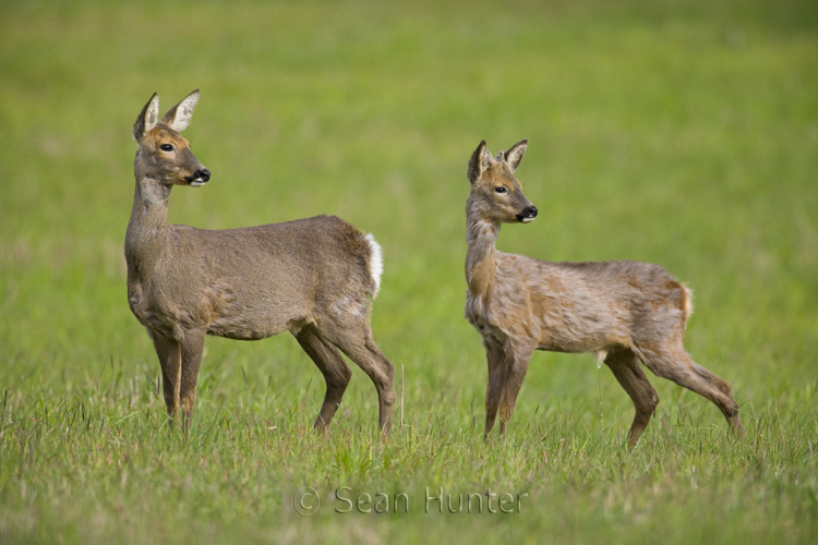 Roe deer doe and young in a field left fallow