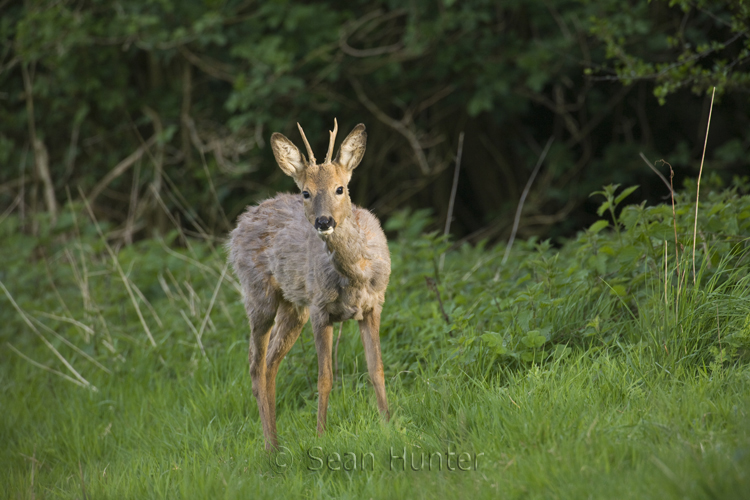 Young roe deer buck