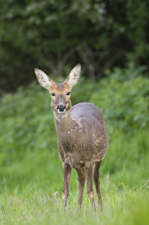 Roe deer doe in a fallow field