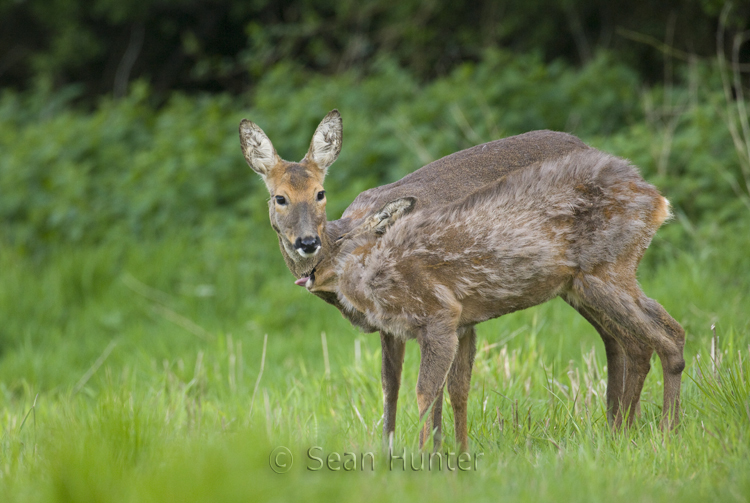 Roe deer doe and young