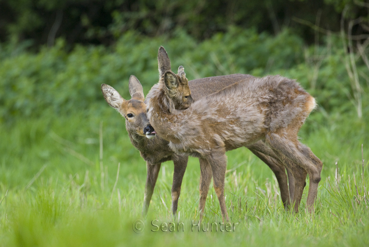 Roe deer doe and young