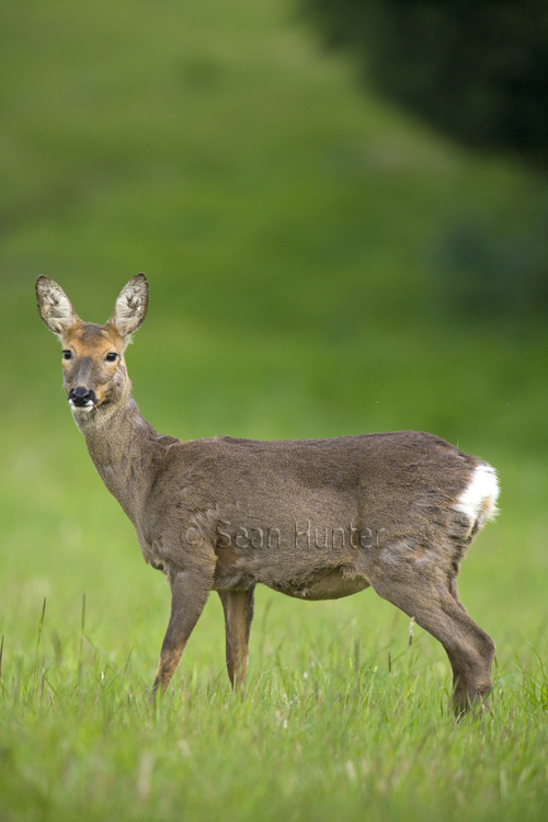 Roe deer doe in a fallow field