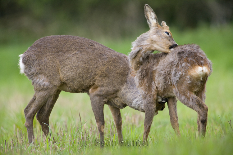 Roe deer doe and young in a field left fallow