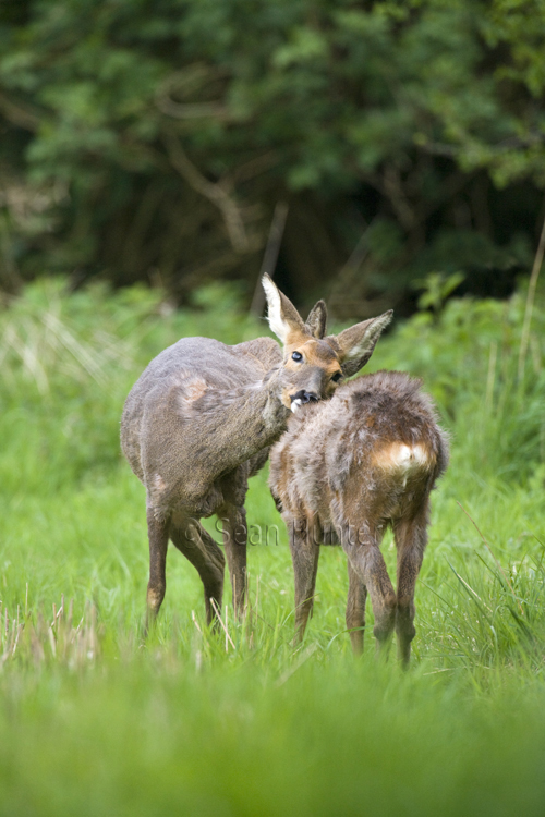 Roe deer doe and young in a field left fallow