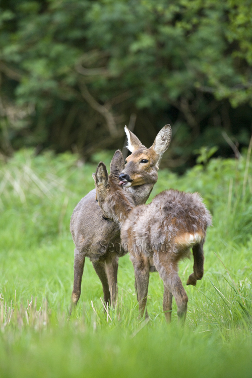 Roe deer doe and young in a field left fallow