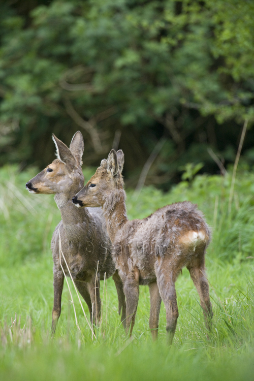 Roe deer doe and young in a field left fallow