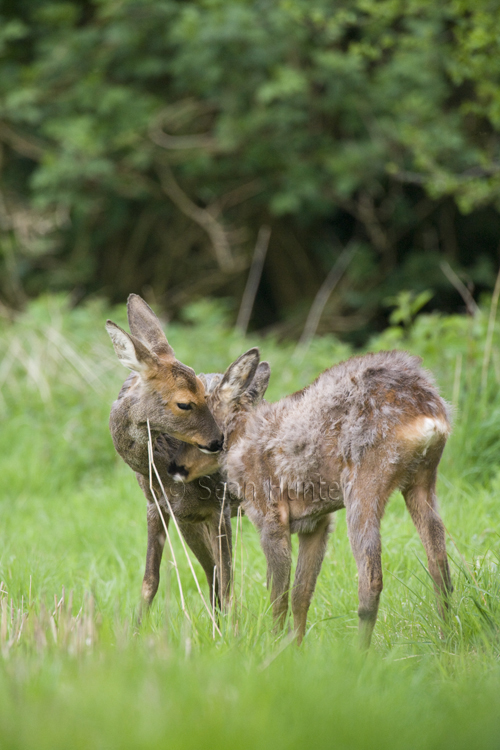 Roe deer doe and young in a field left fallow