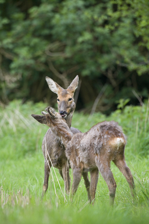 Roe deer doe and young in a field left fallow