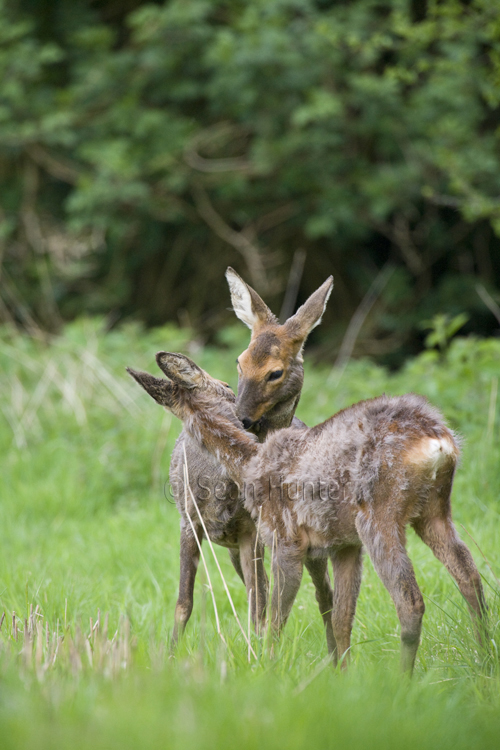 Roe deer doe and young in a field left fallow