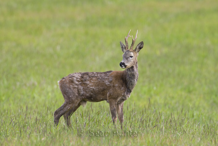 Roe deer buck in a fallow field