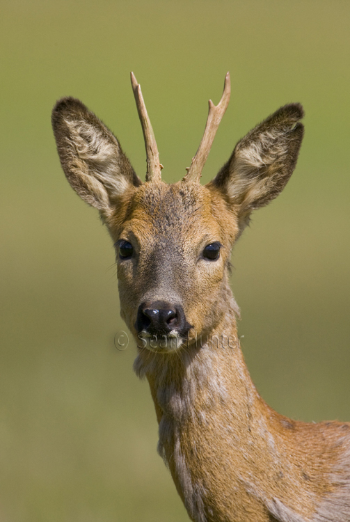 Portrait of a young roe deer buck